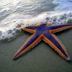 purple starfish