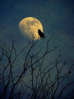 crow moon