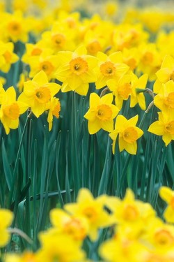 daffodils