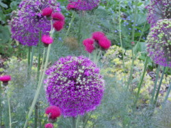 Purple Flowers