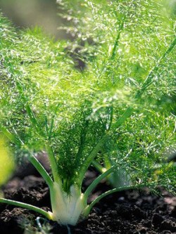 fennel