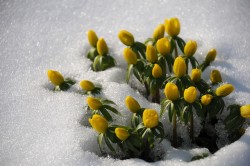 crocuses