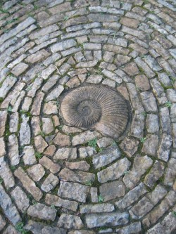 fossil spiral