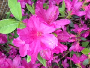 azalea